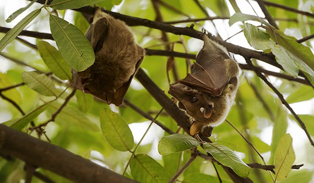 Epauletted fruit bats