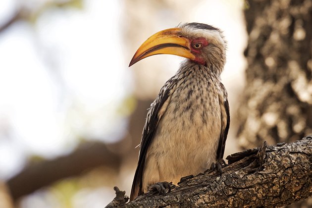 Southern Yellow-billed Hornbill