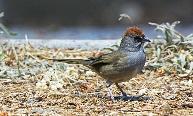 Green-tailed Towhee