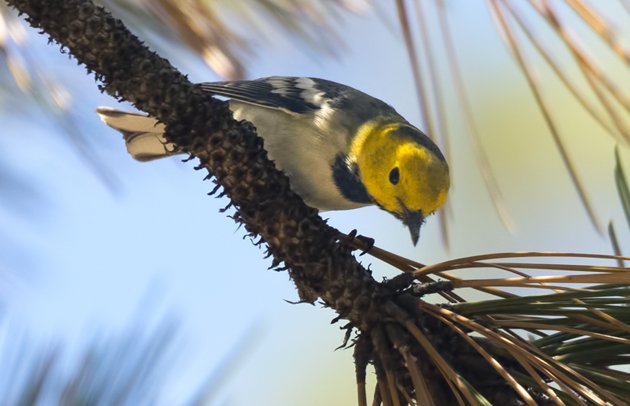 Hermit Warbler