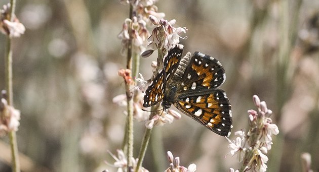 metalmark