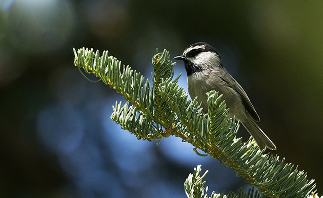 mountain chickadee