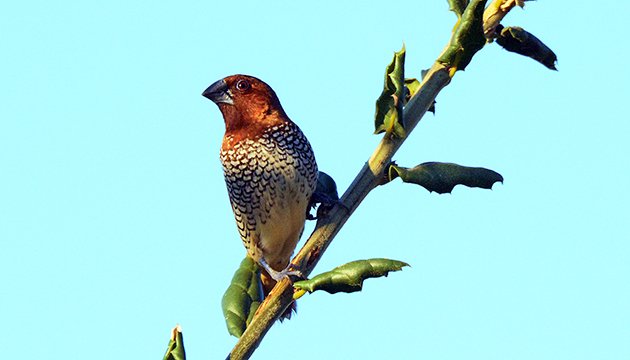 Scaly-breasted Munia