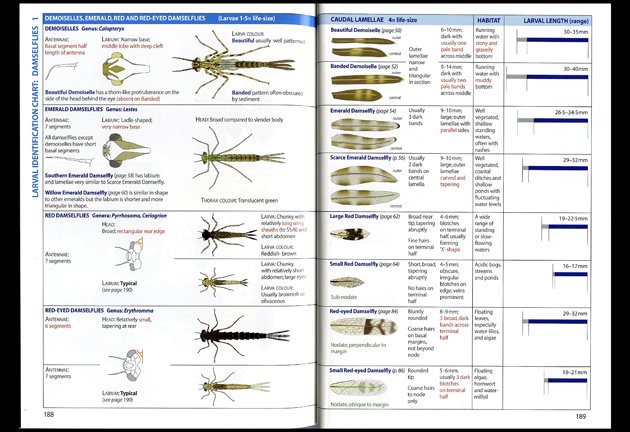 dragonflies larvae