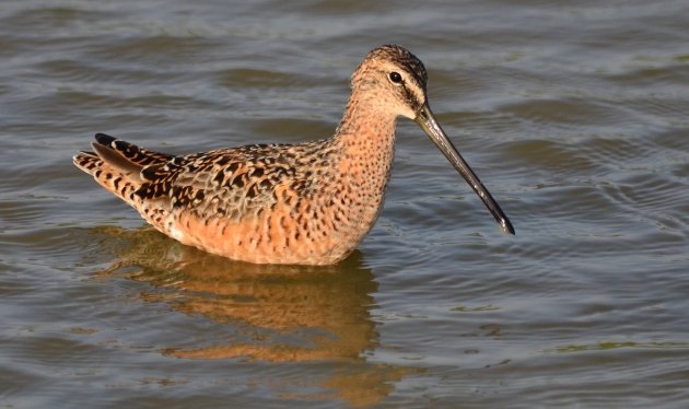 Long-billed Dowitcher