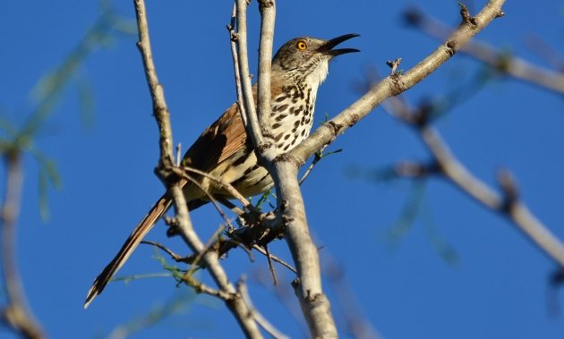 Long-billed Thrasher