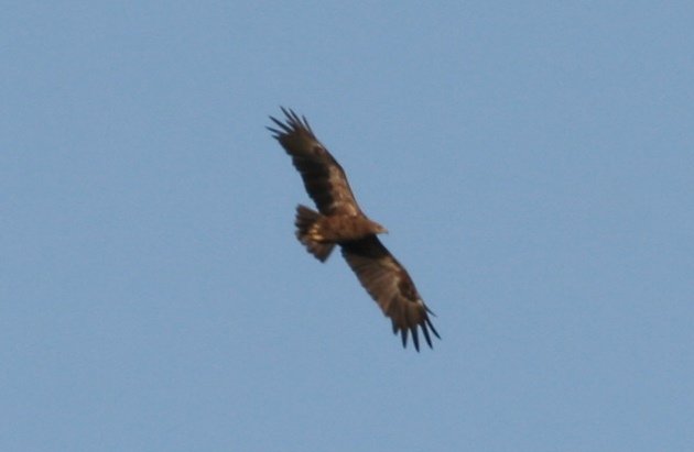 lesser spotted eagle