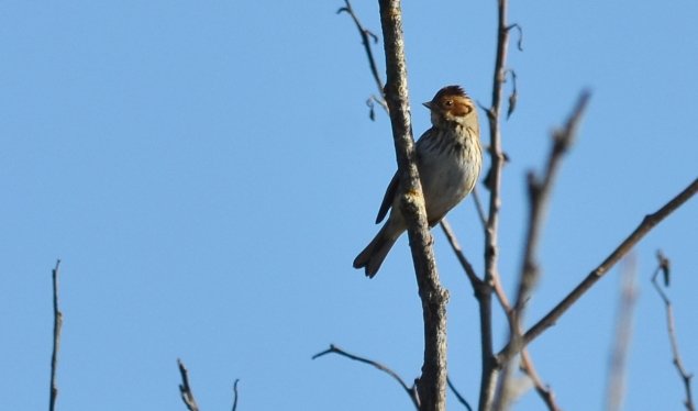 Little Bunting