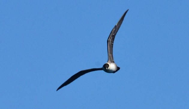 Long-tailed Jaeger