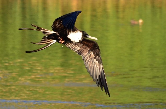 Magnificent Frigatebird