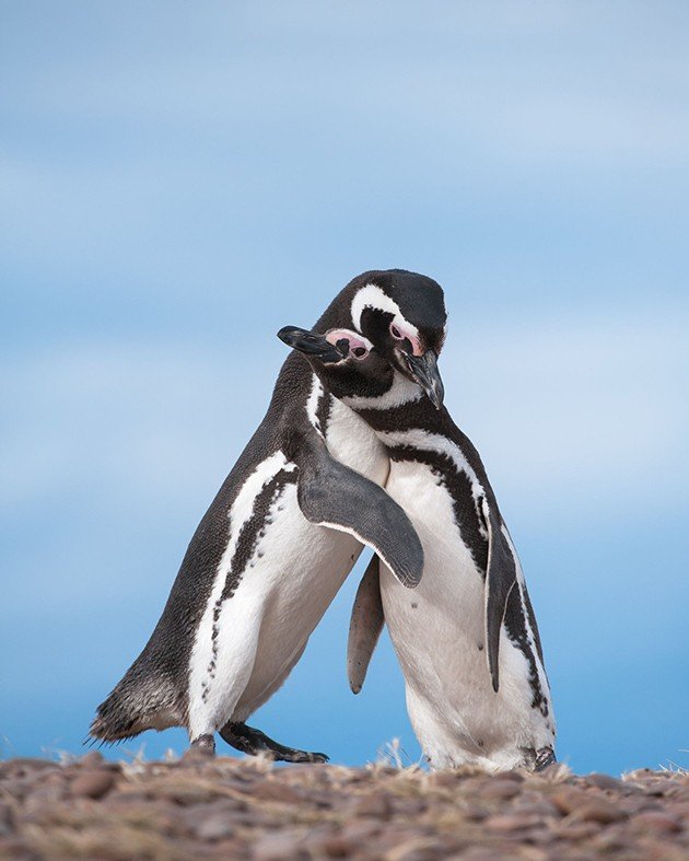 magellanic Penguin-28-motherandchild