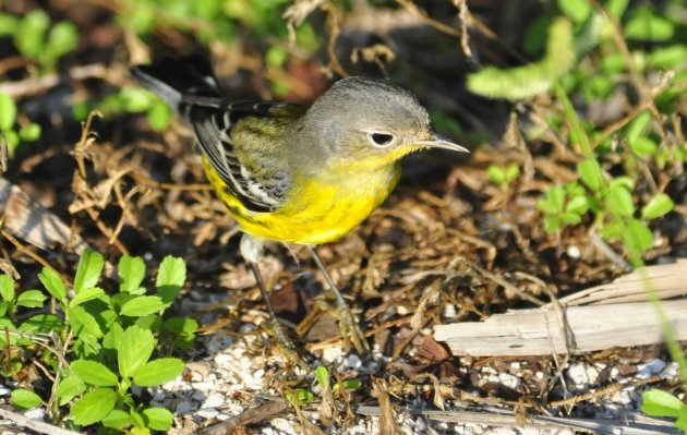 Magnolia Warbler