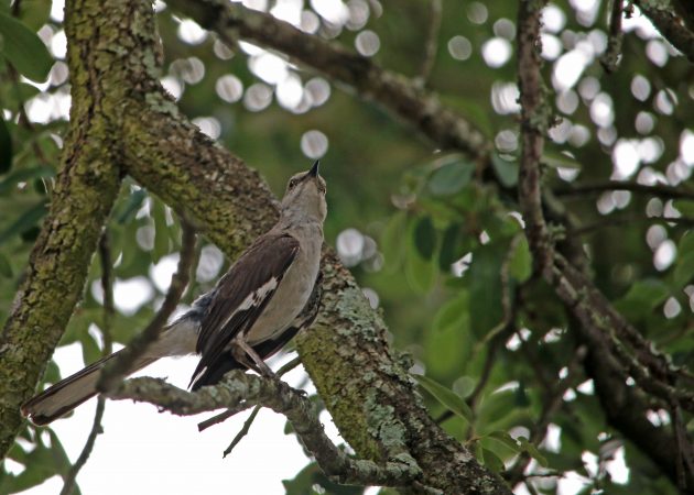 mockingbird, new orleans