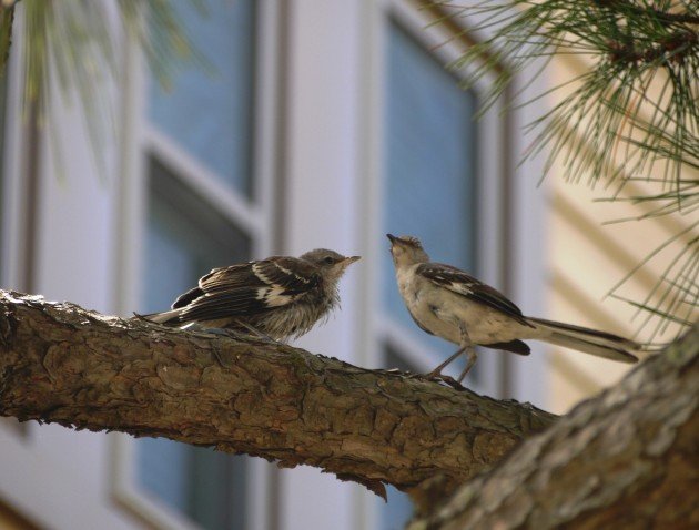 mockingbird, fledgling, bird