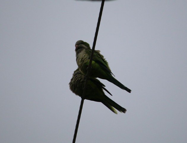 monk parakeet, parakeet, austin, texas, birding