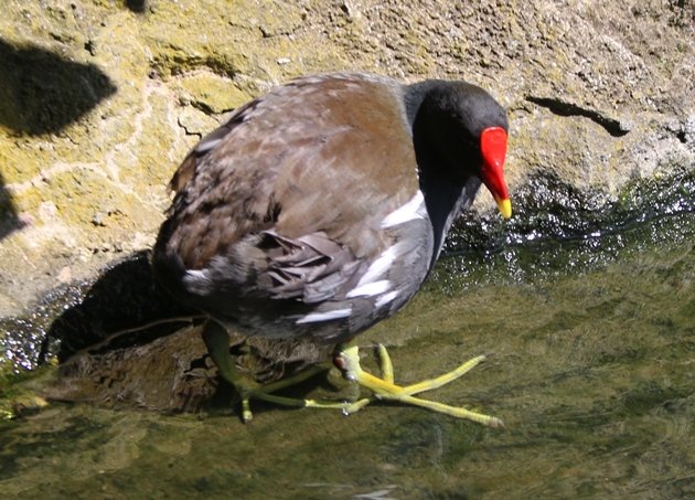 moorhen 1