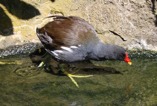 moorhen 2