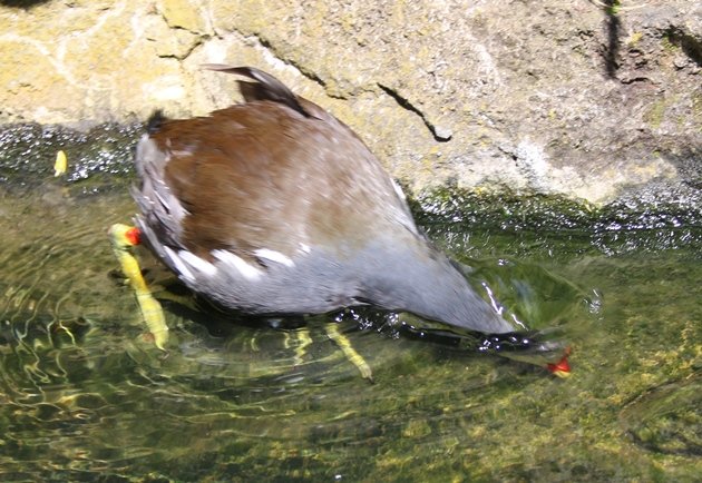 moorhen 3