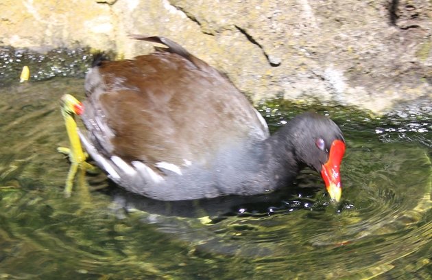 moorhen 4