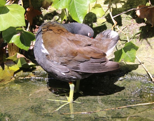 moorhen preening