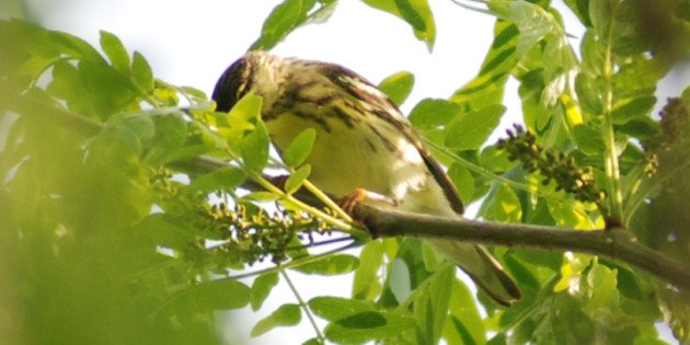 mystery warbler by David J. Ringer