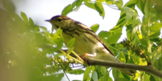 mystery warbler by David J. Ringer