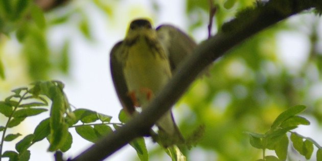 mystery warbler by David J. Ringer