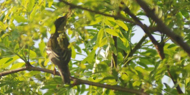 mystery warbler by David J. Ringer