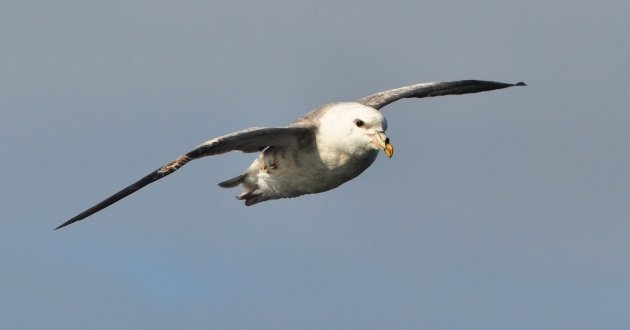 Northern Fulmar