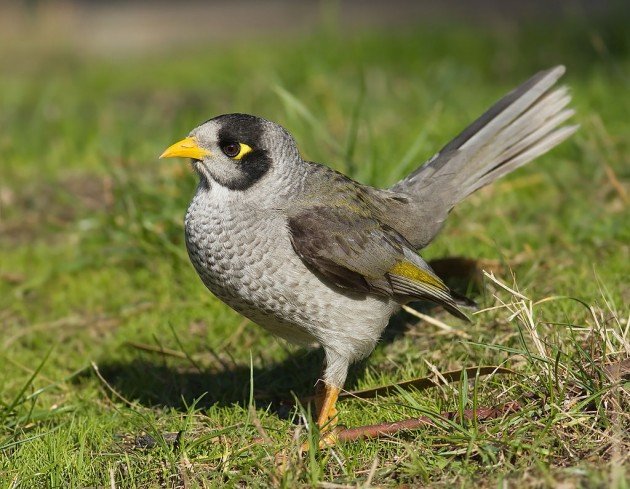 noisy miner