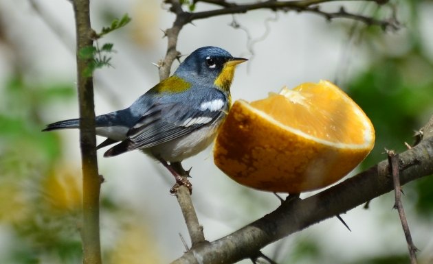 Northern Parula