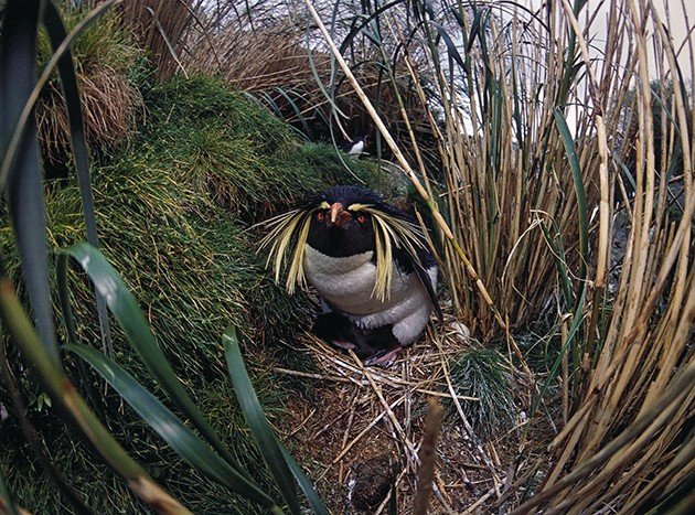 northern rockhopper