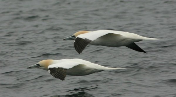 northerngannet3