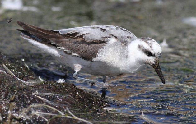 Red Phalarope