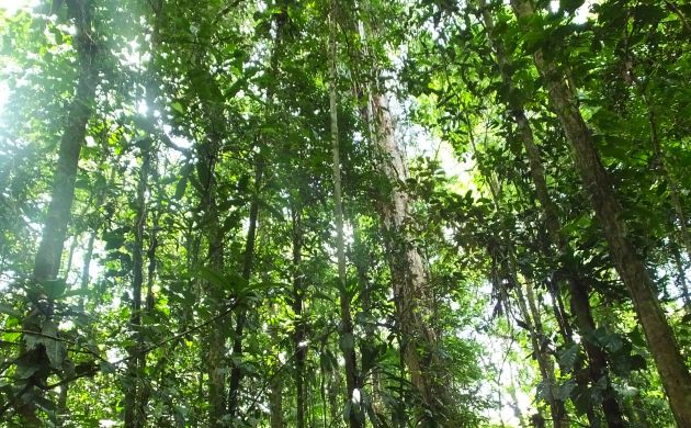 nunbird habitat