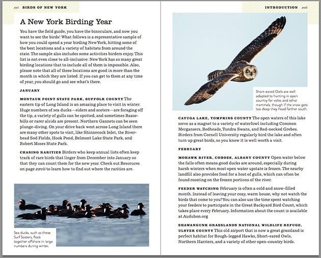 ny birding year