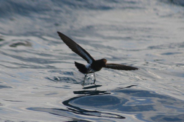 nz storm petrel