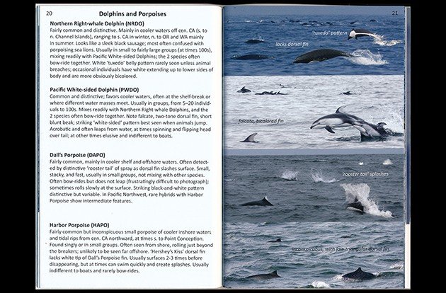 dolphins