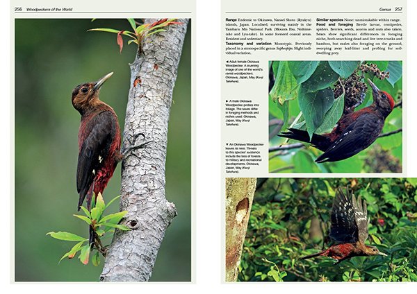 Okinowa Woodpecker