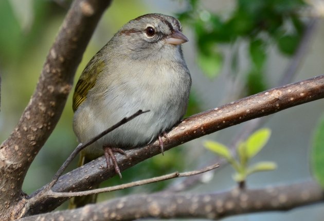 Olive Sparrow