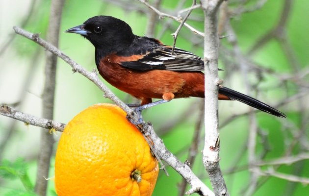 Orchard Oriole