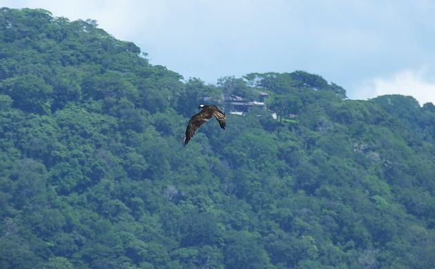 osprey