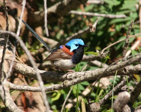 outside fairywren