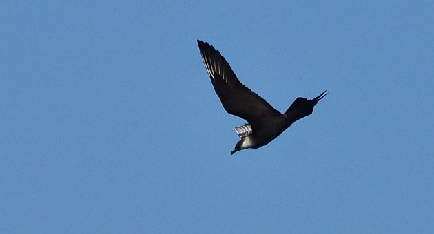 Parasitic Jaeger