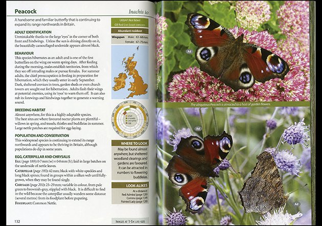 butterflies peacock