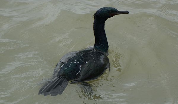 Pelagic Cormorant