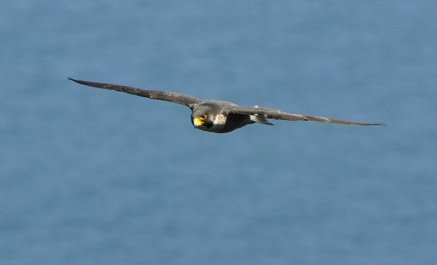 Peregrine Falcon