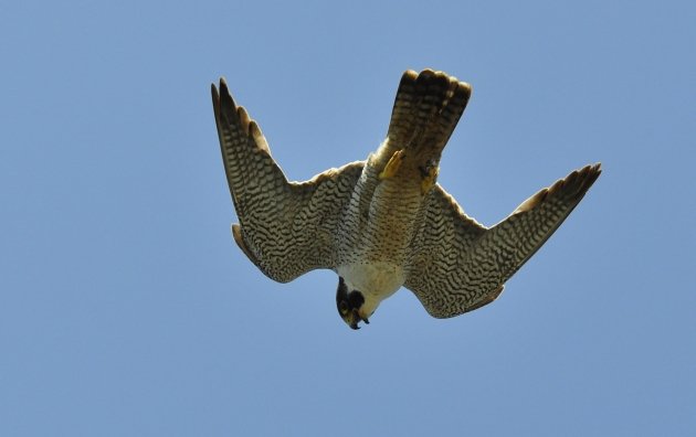 Peregrine Falcon