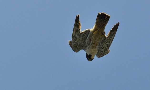 Peregrine Falcon