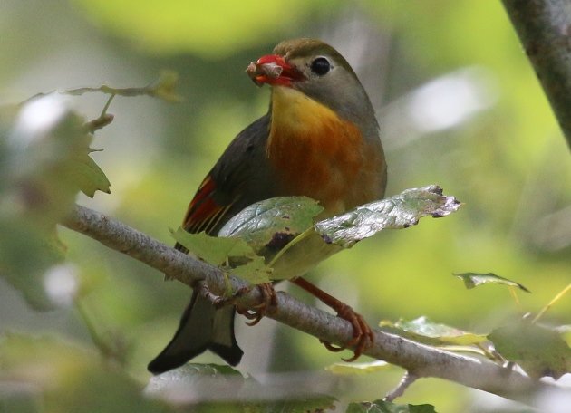 pekin robin 3